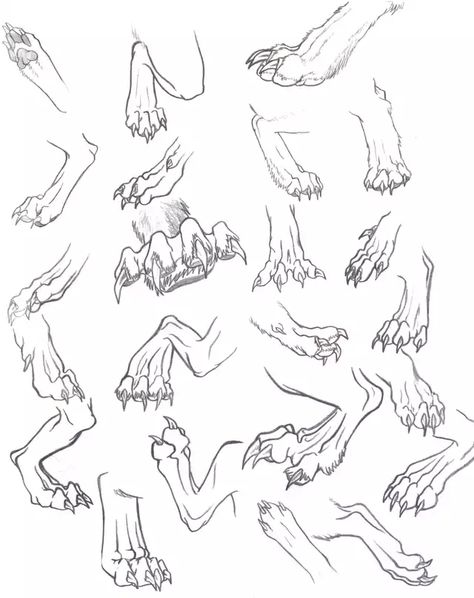 Drawing References v1 - Imgur Claws Drawing, Werewolf Claws, Paw Drawing, Dragon Sketch, Werewolf Art, Creature Drawings, Anatomy Drawing, Concept Art Drawing, Dragon Drawing