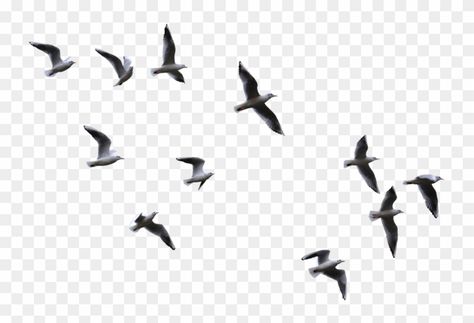 Birds Png For Editing, Birds Flying Png, Birds Architecture, Black Birds Flying, Birds Flying Photography, Flying Bird Drawing, Flying Bird Vector, Timun Mas, Birds Collage