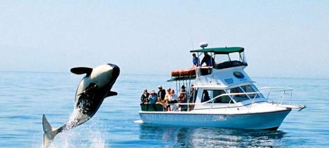 Day Trips From Seattle, Friday Harbor, Gray Whale, San Juan Island, Orca Whales, San Juan Islands, A Whale, All I Ever Wanted, Killer Whales