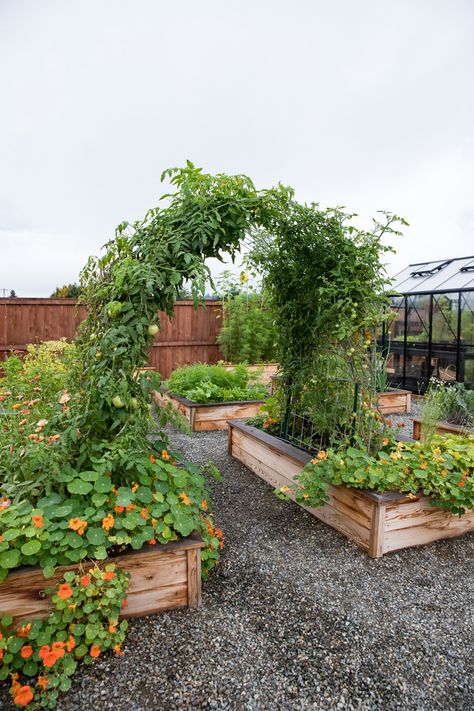 Small Yard Vegetable Garden Layout, Garden With Trellis Arch, Raised Bed With Arch Trellis, Raised Bed Design Ideas, Pea Arch Trellis, Raised Beds Garden Design, Above Ground Gardening Ideas Raised Beds, Raised Garden With Trellis, Metal Raised Bed Garden Layout