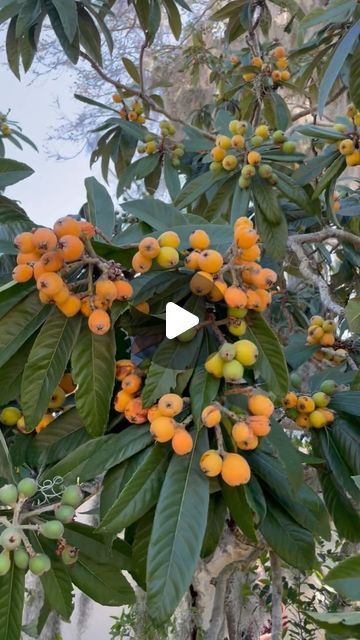 Tart Pineapple, Move To Florida, Loquat Tree, Moving To Florida, Pollinator Garden, Master Planned Community, Perennial Garden, Master Plan, Edible Garden