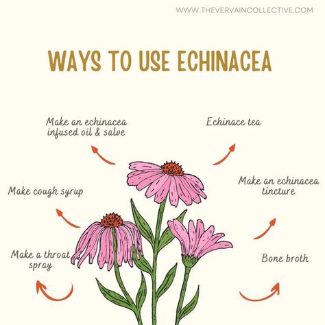 How To Use Echinacea Plant, Echinacea Salve, Tea Apothecary, Echinacea Tincture, Herbal Nutrition, Echinacea Tea Benefits, Herbs Medicinal, Echinacea Plant, Echinacea Benefits