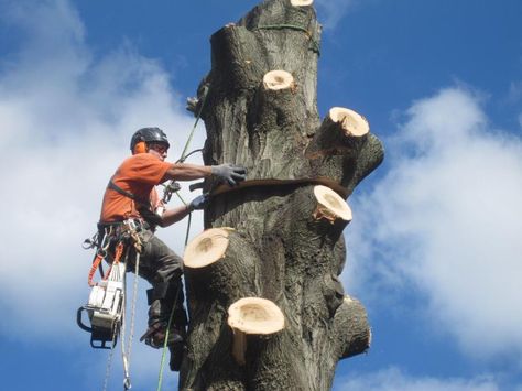 Tree Lopping, Tree Removal Service, Stump Removal, Urban Tree, Tree Felling, Tree Pruning, Tree Removal, Tree Service, Tree Trimming