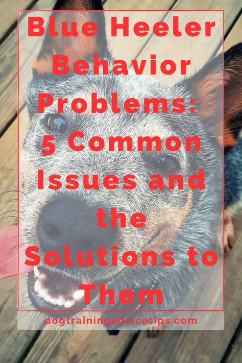 If you are pondering whether to have a Blue Heeler as a pet or if you already own one, here are 5 common behavior problems and how to deal with them. #dogtrainingadvicetips #dogbehavior #dogtraining #dogobedience #dogtrainingtips #dogtips #dogbarking #dogs #dogtrainingbasic Blue Heeler Training Tips, Blue Healers Dog, Blue Heeler Puppy, Blue Heeler Puppies, Heeler Puppies, Dog Behaviorist, Positive Dog Training, Blue Heelers, Blue Heeler Dogs