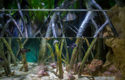 https://flic.kr/p/27EGW5o | Mangrove habitat. | At the Oceanogràfic, Valencia, Spain. Mangrove Aquarium, Seahorse Aquarium, Zoo Map, Biotope Aquarium, Zoo Design, Public Aquarium, Sea Aquarium, Zoo Architecture, Saltwater Fish Tanks