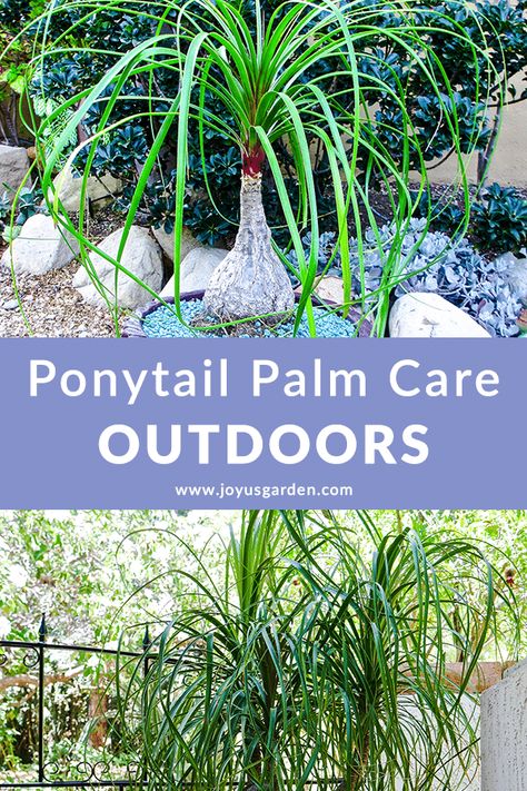 Ponytail Palm Outdoor, Ponytail Plant, Ponytail Palm Care, Bucket Gardening, Palm Plant, Easy Care Plants, Succulent Gardening, Low Maintenance Plants, Mother Plant