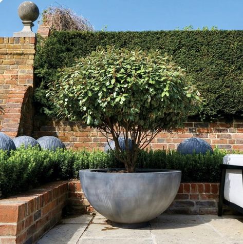 Large Front Garden Ideas Uk, Tree In Container, Driveway Planting, Formal Planting, Japanese Garden Backyard, Garden Ideas Uk, Large Garden Pots, Large Garden Planters, Big Pots