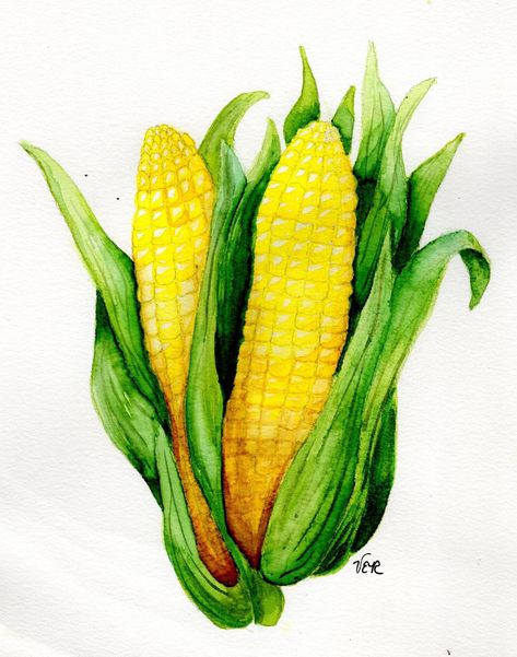 Corn On The Cob Painting, Corn Watercolor, Vegetable Painting, Watercolor And Ink, Vegetable Garden, Corn, Watercolor Paintings, Paintings, Fruit