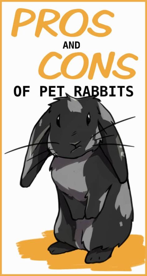 51 FEATURED PINTEREST Rabbits As Pets, Flemish Rabbit, Bunny Tips, Rabbit Health, Rabbit Facts, Mini Lop Bunnies, Lop Bunnies, Classroom Pets, Pet Rabbits