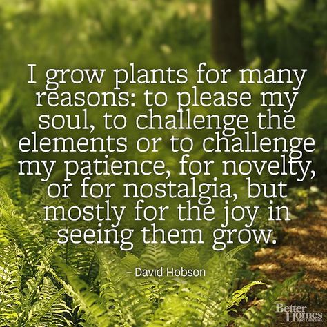 "I grow plants for many reasons: to please my soul, to challenge the elements or to challenge my patience, for novelty, or for nostalgia, but mostly for the joy in seeing them grow." -David Hobson  More garden quotes: http://www.bhg.com/gardening/garden-quotes/?socsrc=bhgpin042114gardenquotehobson Interesting Quotes About Life, Plants Quotes, Grow Plants, Garden Quotes, Have Inspiration, Landscape Designs, Interesting Quotes, Round Rock, Garden Signs