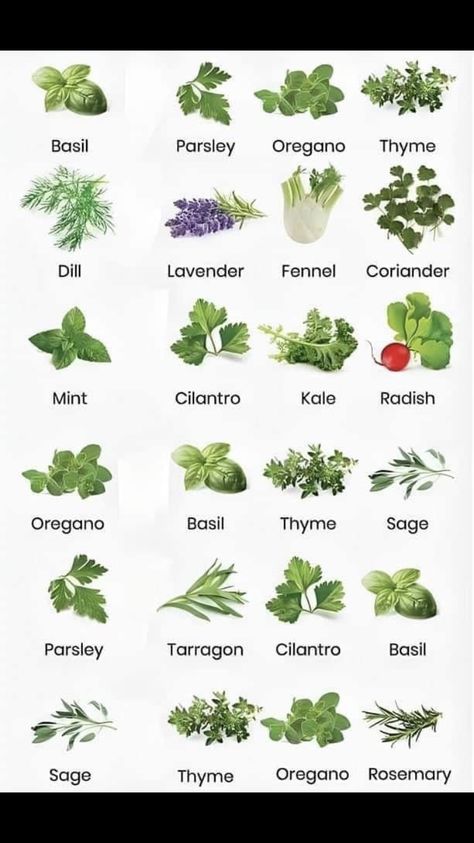 Vegetables Names With Pictures, Fruits And Vegetables List, Herb Guide, Vegetable Pictures, Culinary Classes, Health Facts Food, Food Vocabulary, Herb Garden Design, New Language