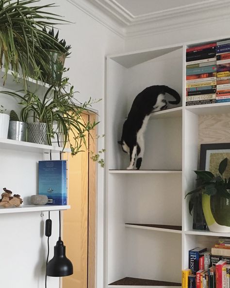 interesting idea for a cat-friendly shelf Cat Climbing Wall, Katt Grejer, Cat Ladder, Elephant And Castle, Light Hardwood Floors, Cat Trees, Cat Shelves, Built In Furniture, Diy Building