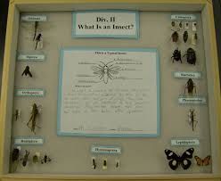 Insect School Project, Middle School Insect Project, Insect Collection Project, Insect Preservation, Insect Project, Bug Board, Display Boards For School, High School Electives, Insect Identification