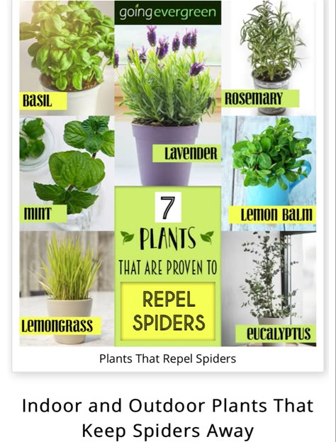 Plants That Repel Spiders, Spider Repellent, Insect Repellent Plants, Plants That Repel Bugs, Mosquito Plants, Peppermint Plants, Repellent Plants, Plant Care Houseplant, Mosquito Repelling Plants