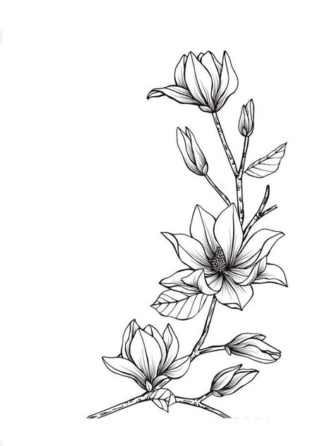 Magnolia Tattoo, Beautiful Flower Drawings, Flower Line Drawings, Flower Sketches, Floral Drawing, Magnolia Flower, Flower Doodles, Flower Tattoos, 그림 그리기