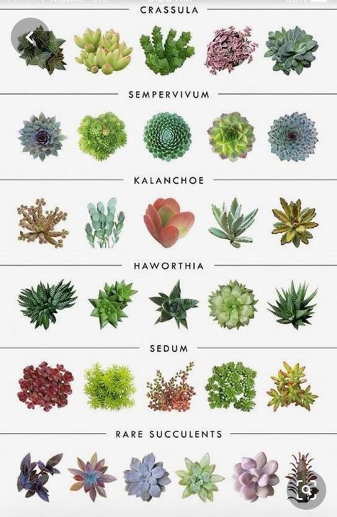 Types of Succulents 🥰😘🥰 - Succulents Garden Succulent Garden Outdoor, Different Types Of Succulents, Succulent Names, Types Of Succulents Plants, Succulent Propagation, Plants Low Light, Indoor Plants Low Light, Beautiful Terrariums, Garden Succulents