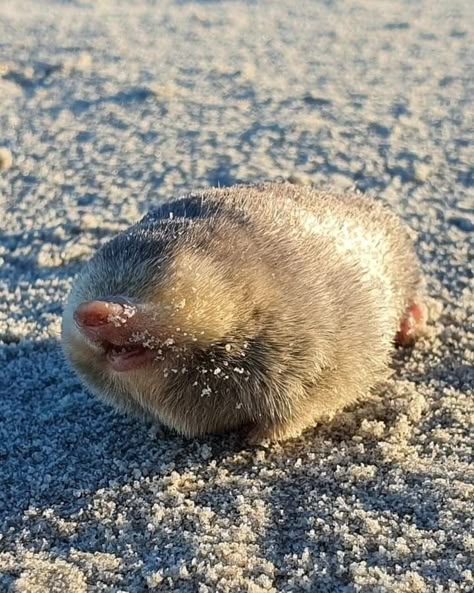 Golden Mole Mole Animal, Baby Mole, Elephant Shrew, Back From The Brink, Cherry On The Cake, Pretty Animals, Cute Animal Photos, Cute Animal Videos, Weird Animals