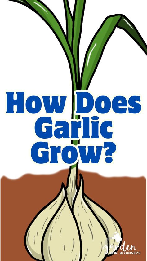 Today, you will learn how does garlic grows and everything else you need to know to grow them in your home. With only a few simple steps, you’ll be enjoying homegrown garlic with bountiful harvests. Growing Garlic In Water, How To Grow Garlic, Regrow Garlic, Hardneck Garlic, Planting Garlic, Growing Garlic, Thriving Garden, Garden Maintenance, Bountiful Harvest