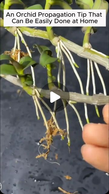 Home Gardening | orchid propagation with potatoes #gardening #garden #gardeningtips #gardenlife #gardeninspiration #gardenideas #gardenlove #gardendesign... | Instagram Propagating Orchids From Cuttings, Propagating Orchids, Propagate Orchids, Orchid Propagation, Gardening Hacks, Home Gardening, Illuminated Letters, Propagating Plants, Garden Stuff