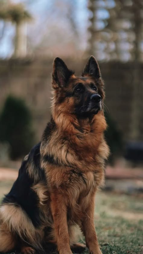 German Shepherd Dogs Aesthetic, German Shepherd Aesthetic, German Shepherd Wallpaper, Tiny Dog Breeds, Black German Shepherd, Very Cute Dogs, Pretty Dogs, Dogs Breeds, Dream Dog