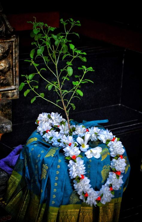 Tulsi Mata, Thulasi Plant Decoration, Tulsi Devi, Thulasi Plant, Rama Image, Lord Rama Images, Plant Decoration, Lord Rama, Goddess Decor