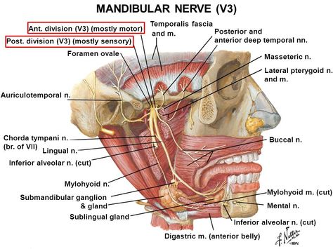 mandibular nerve. V3 of trigeminal Anatomy Models Labeled, Mandibular Nerve, Nerves Anatomy, Cranial Nerves Anatomy, Anatomy Dental, Trigeminal Nerve, Mouth Anatomy, Tooth Nerve, Nerve Anatomy