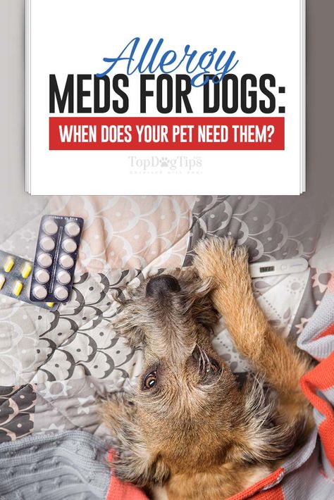 Allergy Meds For Dogs Antibiotics For Dogs, Dog Allergies Remedies, Dog Allergy, Home Remedies For Allergies, Sun Allergy, Allergy Shots, Meds For Dogs, Dog Training School, Allergy Medicine