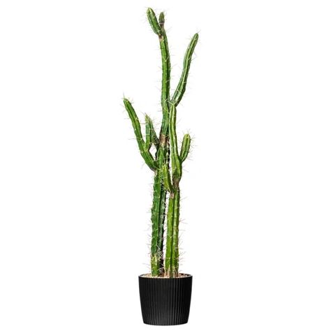 Williston Forge 45" Artificial Green Finger Cactus in 8" Black Pot | Wayfair Southwestern Aesthetic, Artificial Cactus, Faux Cactus, Plastic Planter, Cactus Pot, Globe Decor, Plastic Planters, Green Cactus, Cactus Plant