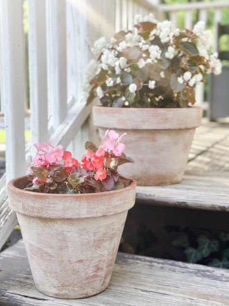 Aging Terracotta Pots with a Lime Wash Whitewash Terracotta Pots, Antique Terra Cotta Pots, Spring Containers, Aging Terra Cotta Pots, New Terracotta, Garden Preparation, Cut Flower Farm, Lime Wash, Garden Workshops