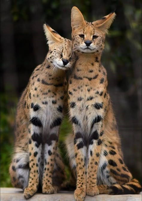 Photos That Say More Than Just a Thousand Words Serval Cats, Regnul Animal, Söt Katt, Exotic Cats, Pretty Animals, Majestic Animals, Cheetahs, Cute Wild Animals, Cute Animal Photos