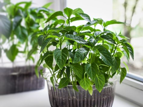 How To Ripen Peppers Indoors, Overwinter Pepper Plants, Pepper Plant Companions, Over Wintering Pepper Plants, Winterize Pepper Plants, Jalapeno Plant, Overwintering, Pepper Plants, Home Canning