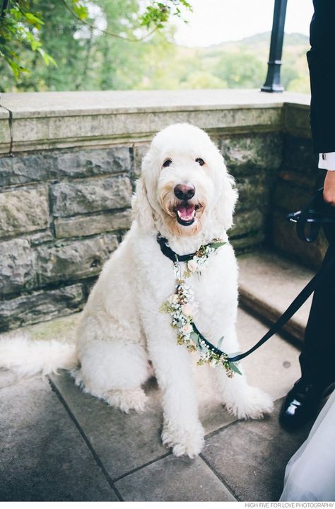 Flowers for the VIP - your pup!  Flowers by Enchanted Florist for Nashville Wedding at Cheekwood, photo by @highfiveforlove Dog Leash And Collar, Dog Wedding Outfits, Ring Bearer Dog, Dog Wedding Attire, Leash And Collar, Enchanted Florist, Rope Dog Leash, Boho Style Wedding, Rope Leash