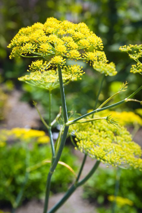 fennel good for bees Bronze Fennel, Bee Friendly Garden, Aromatic Plant, Community Garden, English Cottage Garden, Pollinator Garden, Summer Plants, Fennel Seeds, Community Gardening