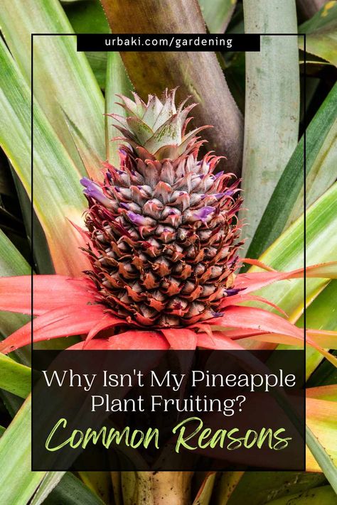 Pineapple Plant Growing, Growing A Pineapple, Pineapple Plant, Growing Pineapple, Pineapple Planting, Indoor Water Garden, Insecticidal Soap, Fall Fruits, Growing Fruit