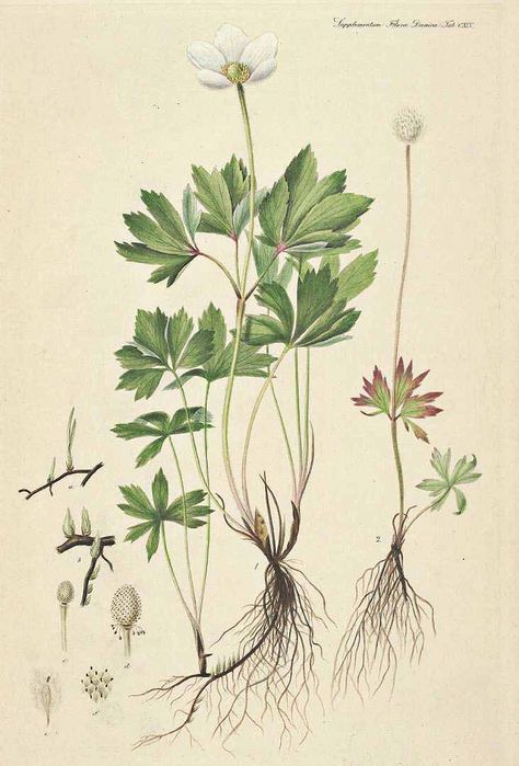 Anemone sylvestris L. snowdrop anemone Flora Danica, Suppl. [G.C. Oeder et al], vol. 3: t. 145 (1839) Anemone Sylvestris, Illustration Plants, Flora Danica, Vintage School, Botanical Illustrations, Botanical Drawings, Plant Illustration, Nature Illustration, Plants And Flowers