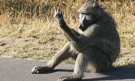 Baboon tells tourists EXACTLY what he thinks of them: flips the bird Different Types Of Monkeys, Animals Acting Like Humans, Monkey Species, African Drawings, Types Of Monkeys, Animal Collage, Human Instincts, Animals To Draw, Weird Funny