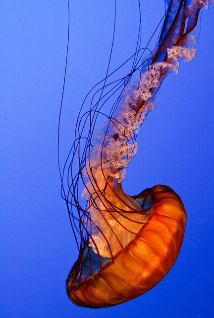 Medusa Animal, Nettle Jellyfish, Monterey Aquarium, Giant Jellyfish, Sea Jellies, Jellyfish Tattoo, Jellyfish Art, Deep Sea Creatures, Vacation Itinerary