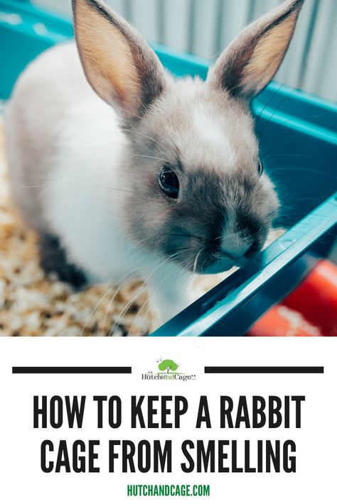 Rabbit Tips, Bunny Care Tips, Rabbit Information, Indoor Rabbit Cage, Pet Rabbit Care, Rabbit Litter, Pet Rabbits, Rabbit Litter Box, Bunny Hutch