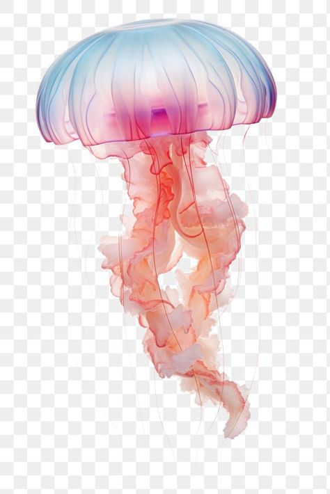 Animal White Background, Jellyfish Png, Underwater Jellyfish, Jellyfish Swimming, Jellyfish Illustration, Person Cartoon, Large Canvas Art, Graphic Design Posters, Marine Life