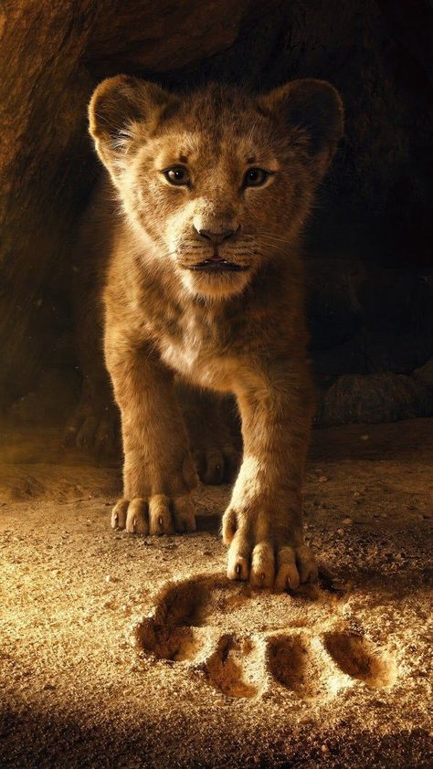 今週、私たちの壁紙は、ライオンキングを推奨しています Watch The Lion King, Regard Animal, Young Simba, African Savanna, Pride Rock, Il Re Leone, Lion King Movie, Roi Lion, Lion Pictures