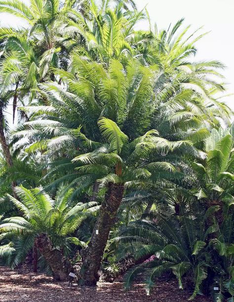 Sago Palm Sago Palm Care, Sago Palm Tree, Poison Garden, Live Earth, Sago Palm, Botanical Beauty, Hedges, Cactus Plants, Palm Tree