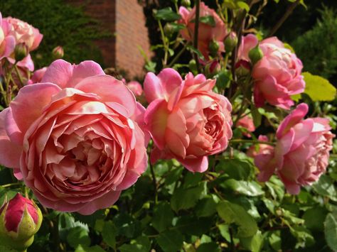 Jubilee Celebration Rose, Lila Aesthetic, Old English Roses, Apricot Flowers, Cottage Garden Roses, David Austin Rose, Rose Garden Design, Best Roses, Hillside Garden