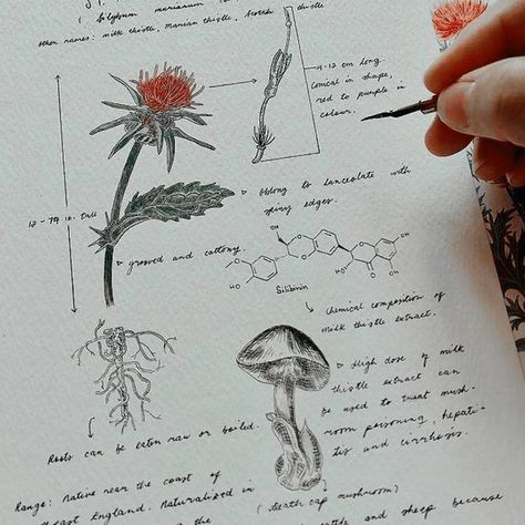 Stephanie Archer, Apothecary Herbs, Herbalist Shop, Olivia Morgan, Botanical Sketchbook, Field Journal, Nature Witch, Medical Herbs, Plant Journal