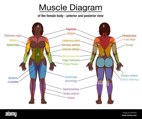 Muscle Diagram, Body Name, Latissimus Dorsi, Gluteus Medius, Athletic Build, Body Sketches, Dark Men, Abdominal Muscles, Female Body