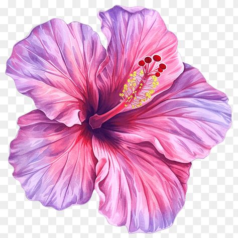 Watercolor Pink Hibiscus Flower Clipart Hibiscus Flower Clipart, Hibiscus Flower Illustration, Sari Ideas, Hibiscus Flower Drawing, Pink Hibiscus Flower, Beach Art Painting, Tropical Beauty, Website Graphics, Flowers Photography Wallpaper