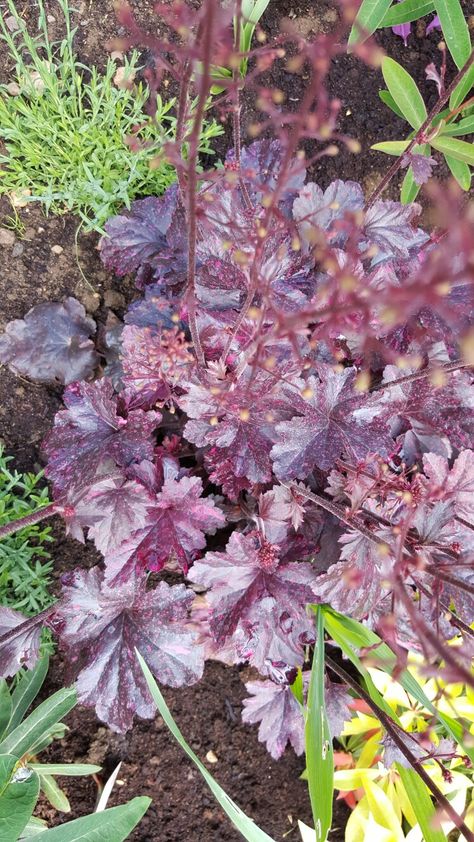 Heuchera 'midnight rose' alum root Sun to part shade height 24" x 16" Front Walk, Midnight Rose, Plant Identification, Sun, Bed, Plants