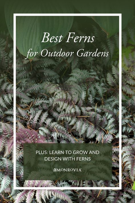 There are thousands of different types of ferns, so it can be tough to narrow down the best types for your garden. Get our guide to seven of the best types of ferns for your outdoor space. Our complete guide to growing ferns also provides ideas and tips for using ferns in garden design, favorite fern plant companions, and tips on how to plant and care for ferns. Fern Companion Plants, How To Bring A Fern Back To Life, How To Keep Ferns Healthy, Fern Varieties Outdoor, Types Of Fern Plants, Plant Companions, Indoor Ferns, Potted Ferns, Types Of Ferns