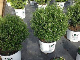 The Plant Hunter: Boxwood Alternatives Inkberry Holly, Boxwood Bush, Boxwood Landscaping, Landscaping Shrubs, Garden Landscaping Diy, Box Wood Shrub, Boxwood Plant, Boxwood Garden, Landscape Plants