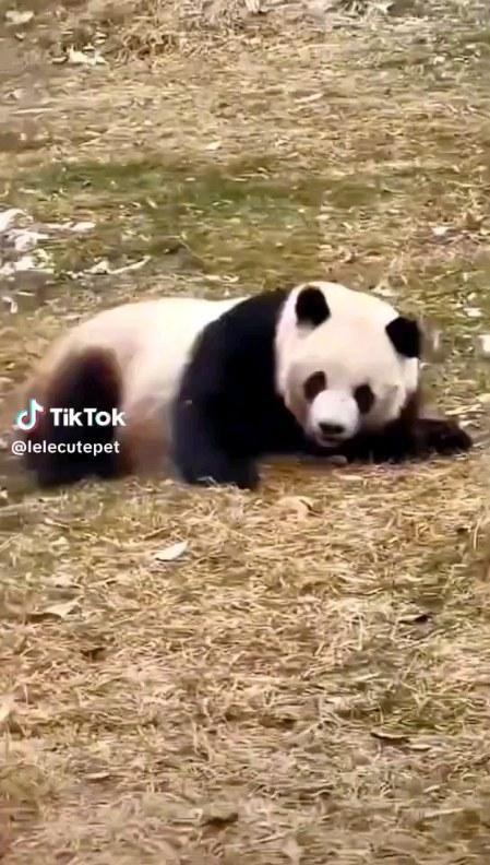 Funny Pandas Videos, Cute Panda Videos, Panda Aesthetic, Panda Videos, Funny Panda Pictures, Red Panda Cute, Baby Pandas, Cute Pandas