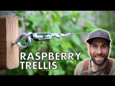 (339) The BEST Raspberry Trellis - Can I recreate it?! - YouTube Raspberry Trellis, Raspberry Canes, Trellis System, Growing Raspberries, Raspberry Plants, Berry Garden, Trellis Design, Bountiful Harvest, Growing Tree